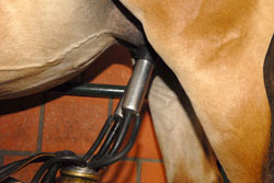 Stutenmilch